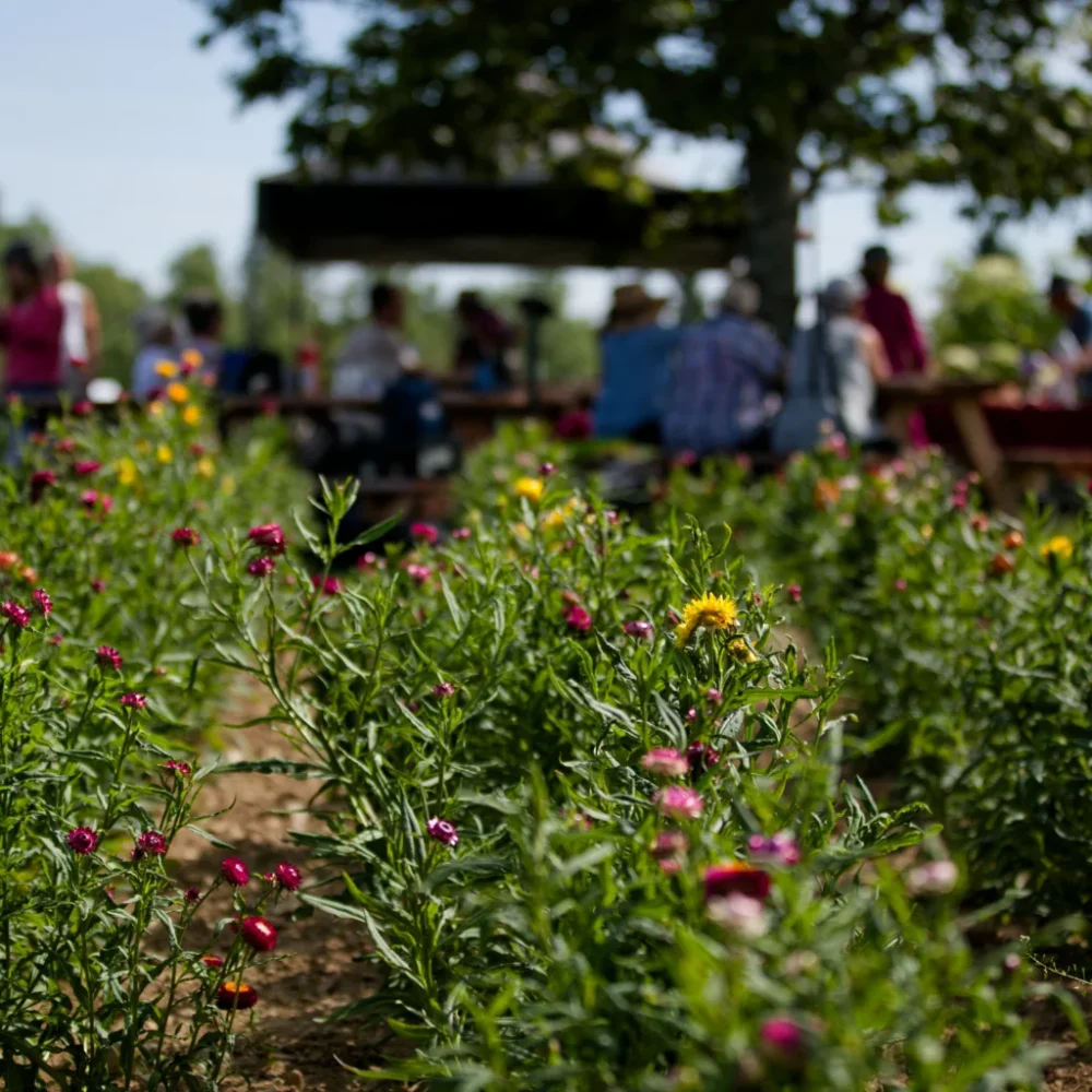 A garden with a variety of flowers in the foreground. In the background, blurred figures of people can be seen engaging in various activities around tables under a gazebo on a sunny day.